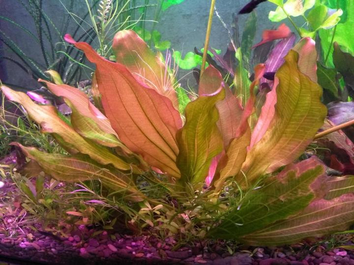 Эхинодорус Розе (Echinodorus Rose)