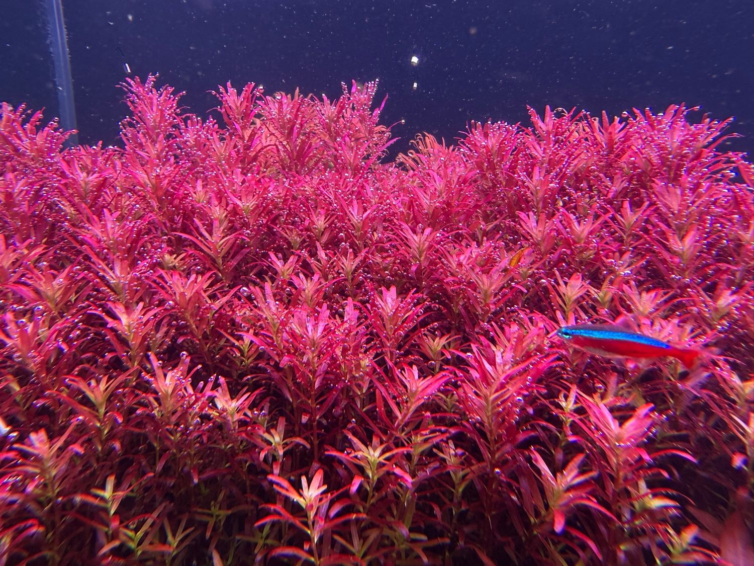 Ротала ротундифолия / круглолистная (Rotala rotundifolia)