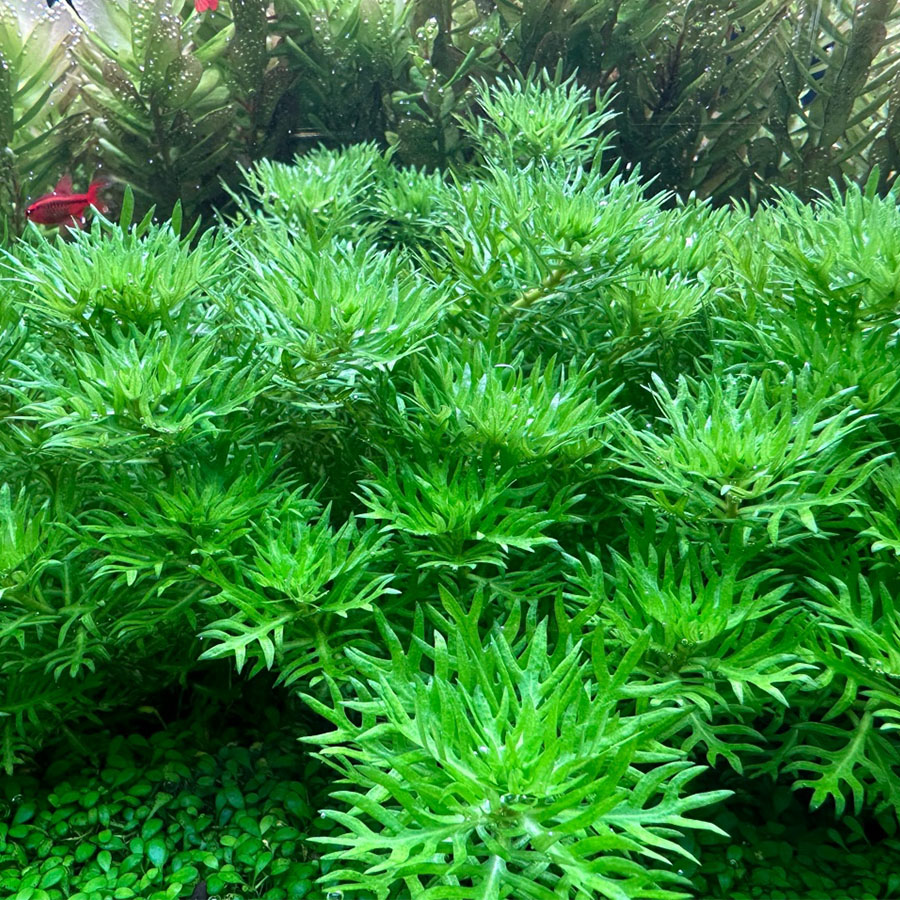 Хоттония палюстрис (Hottonia palustris)
