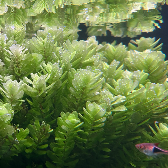 Ротала Сахиадрика (Rotala Sahyadrica)