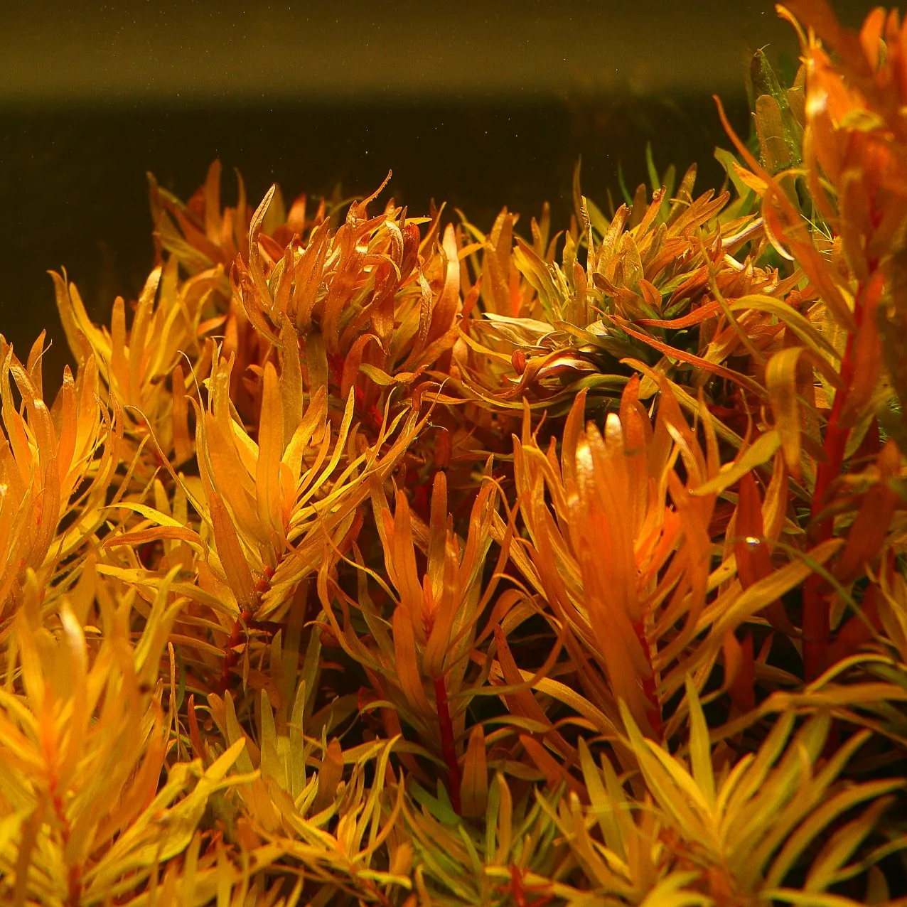 Несея золотая (Nesaea pedicellata Gold)