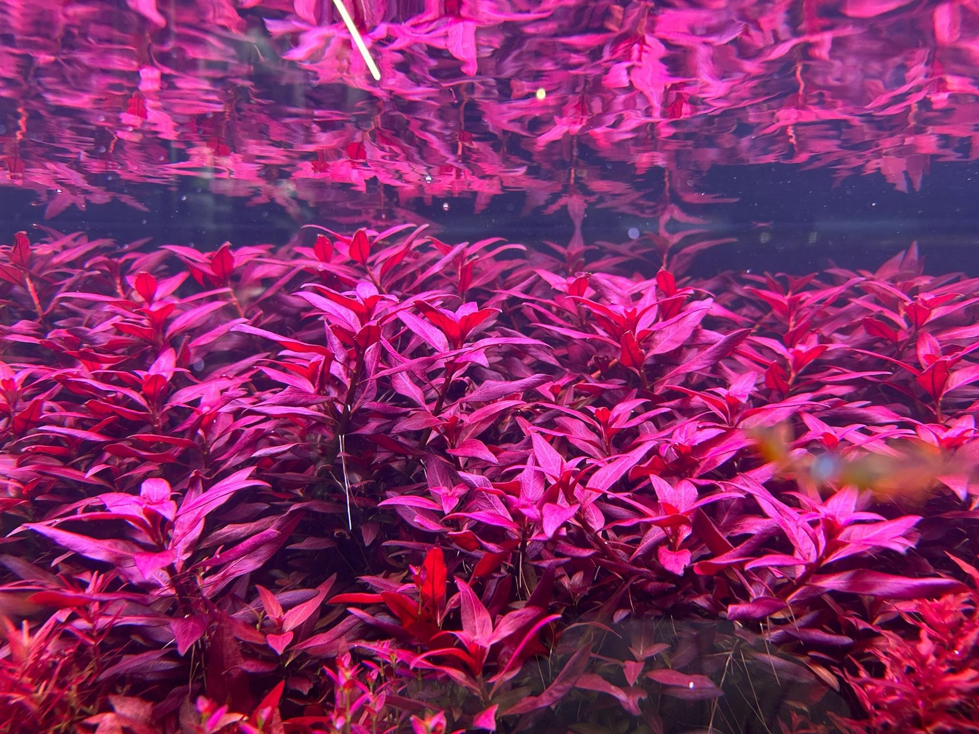 Людвигия гландулоза (Ludwigia glandulosa)