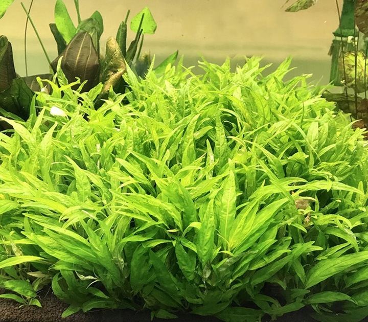 Стаурогин Порт-Вельо (Staurogyne sp. «Porto Velho») в горшке