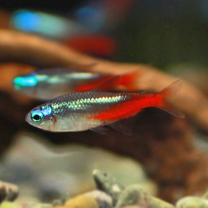 Неон бриллиантовый / алмазный (Paracheirodon innesi diamant)