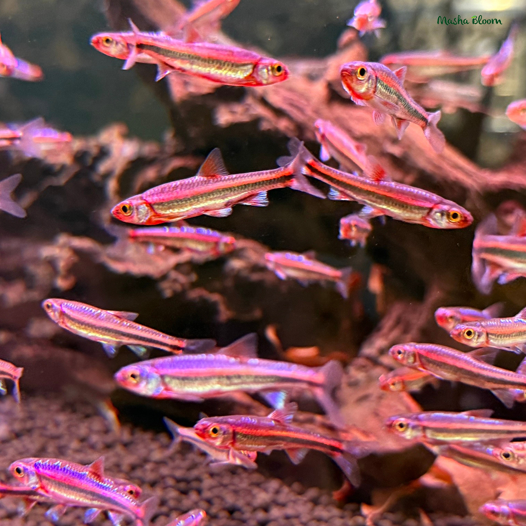 Нотропис радужный (Notropis chrosomus)