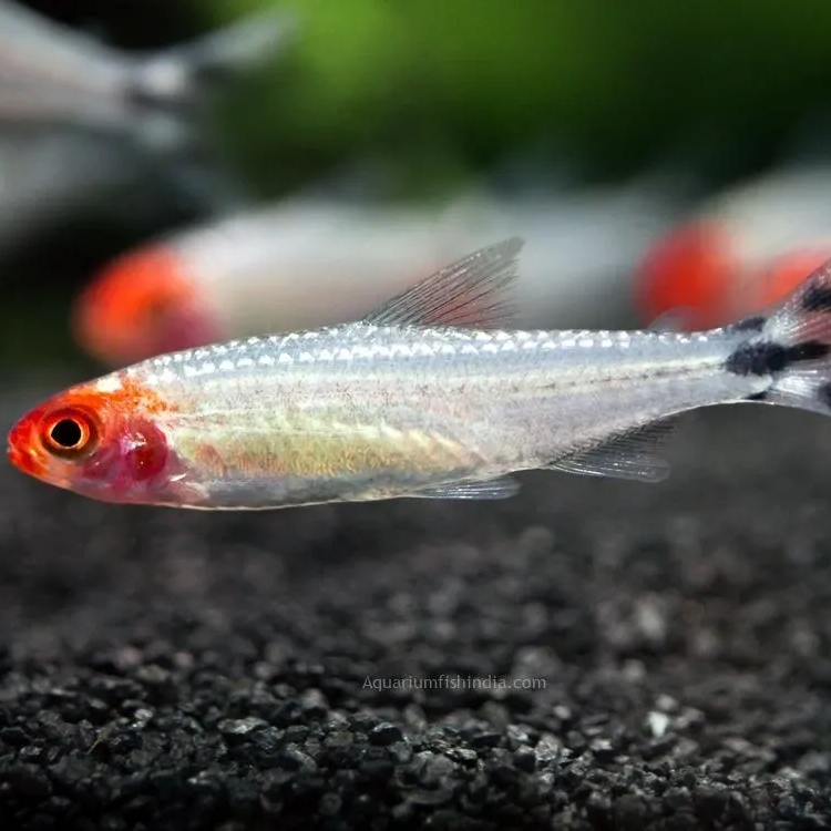 Родостомус платиновый (Hemigrammus rhodostomus)