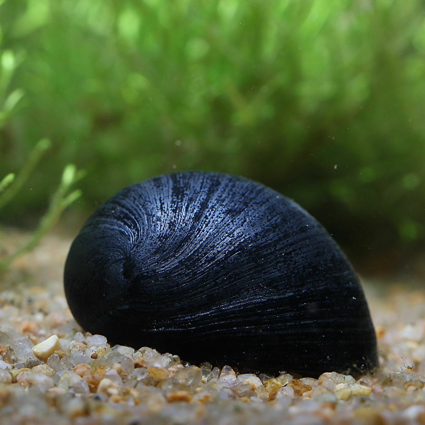 Улитка Чёрный шлем (Neritina pulligera knorii)