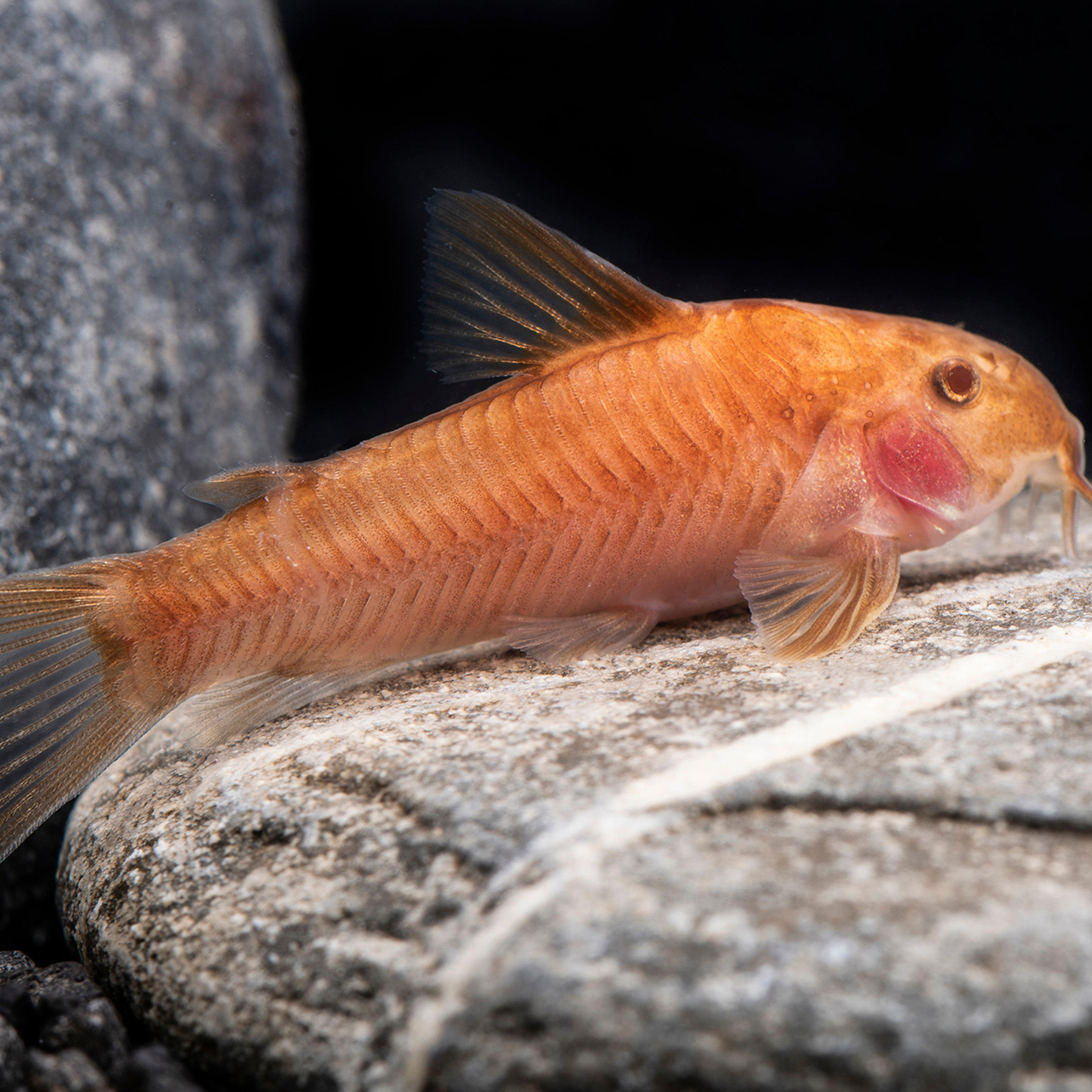 Аспидорас ред (Aspidoras red)