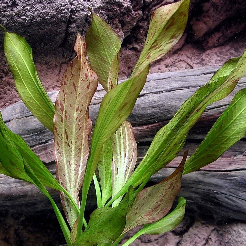 Эхинодорус Питон (Echinodorus Python) в горшке