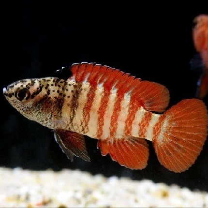 Бадис тигровый / Чёрный тигр (Dario tigris)