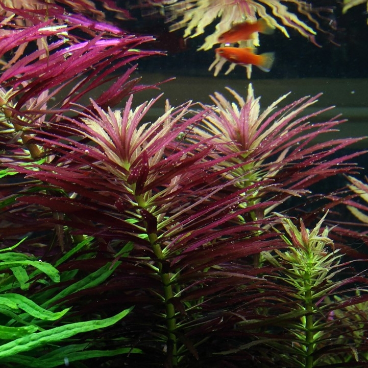 Лимнофила хиппироидес (Limnophila hippuridoides)