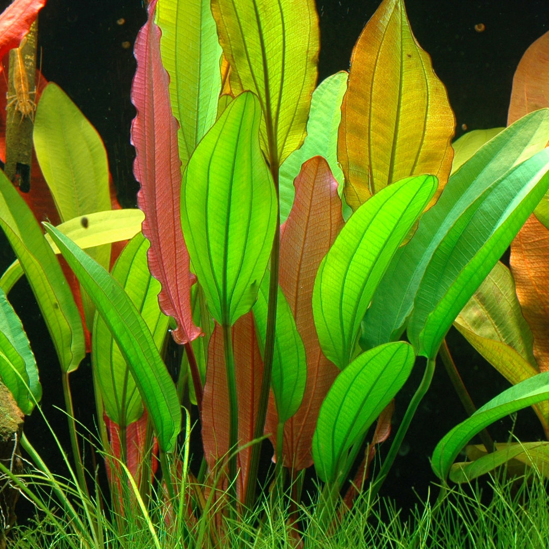 Эхинодорус Красный бриллиант (Echinodorus Red Diamond)