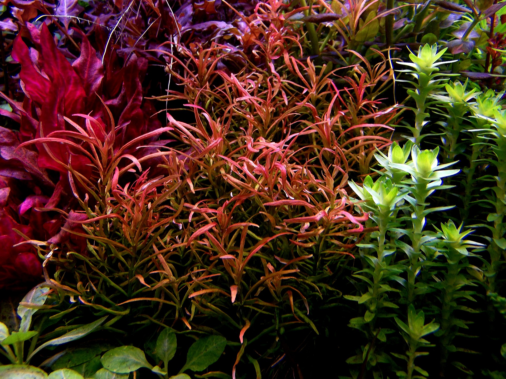 Ротала Красный крест (Rotala sp. "Red Cross")
