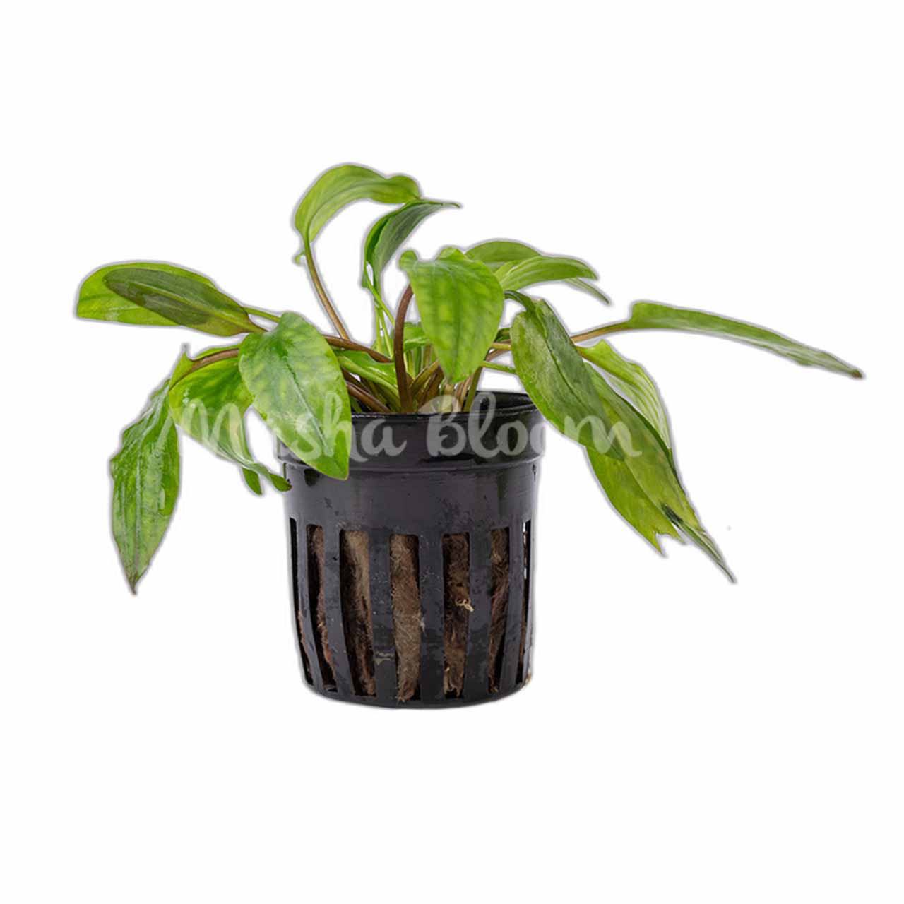 Криптокорина Уиллиса (Cryptocoryne willisii) в горшке