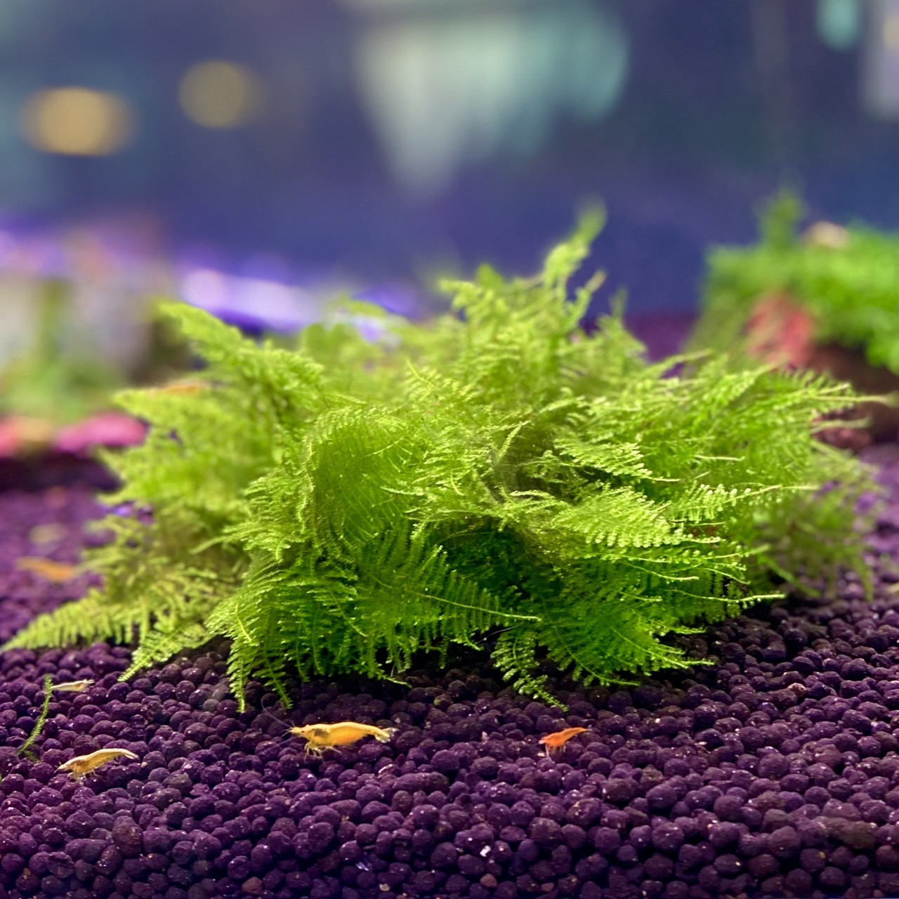 Мох Триангл / треугольный (Cratoneuron filicinium) на лаве