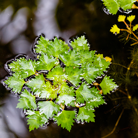 Водяной Орех Плавающий / Рогульник плававающий (Trapa natans)