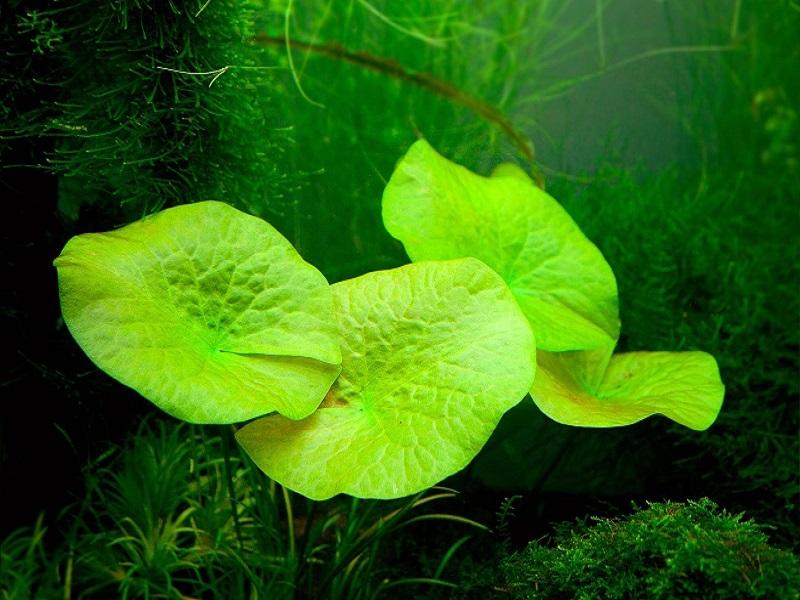 Нимфея зелёная (Nymphea glandulifera)
