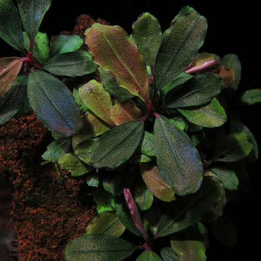 Буцефаландра Батанг кава (Bucephalandra sp. Batang Kawa)