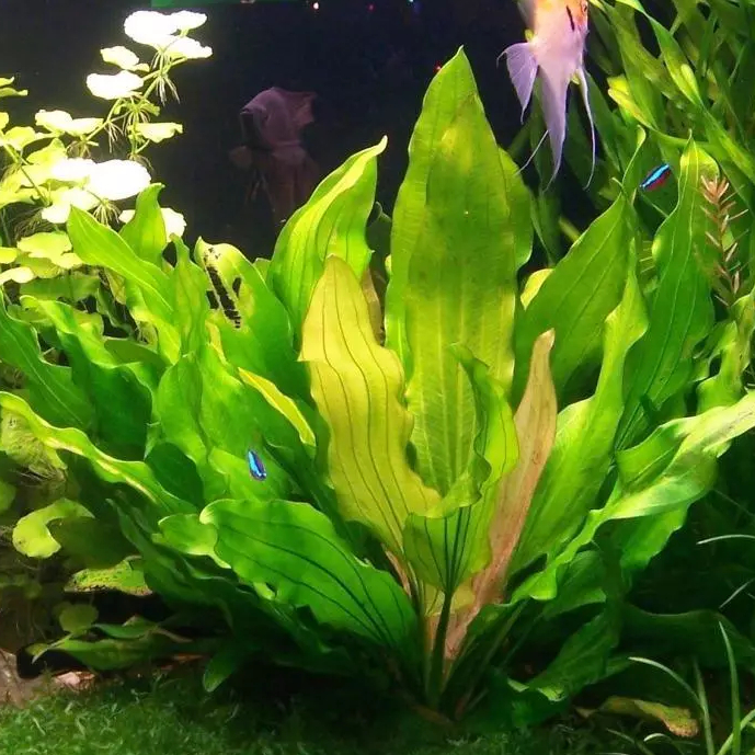 Эхинодорус триколор / трёхцветный (Echinodorus tricolor)