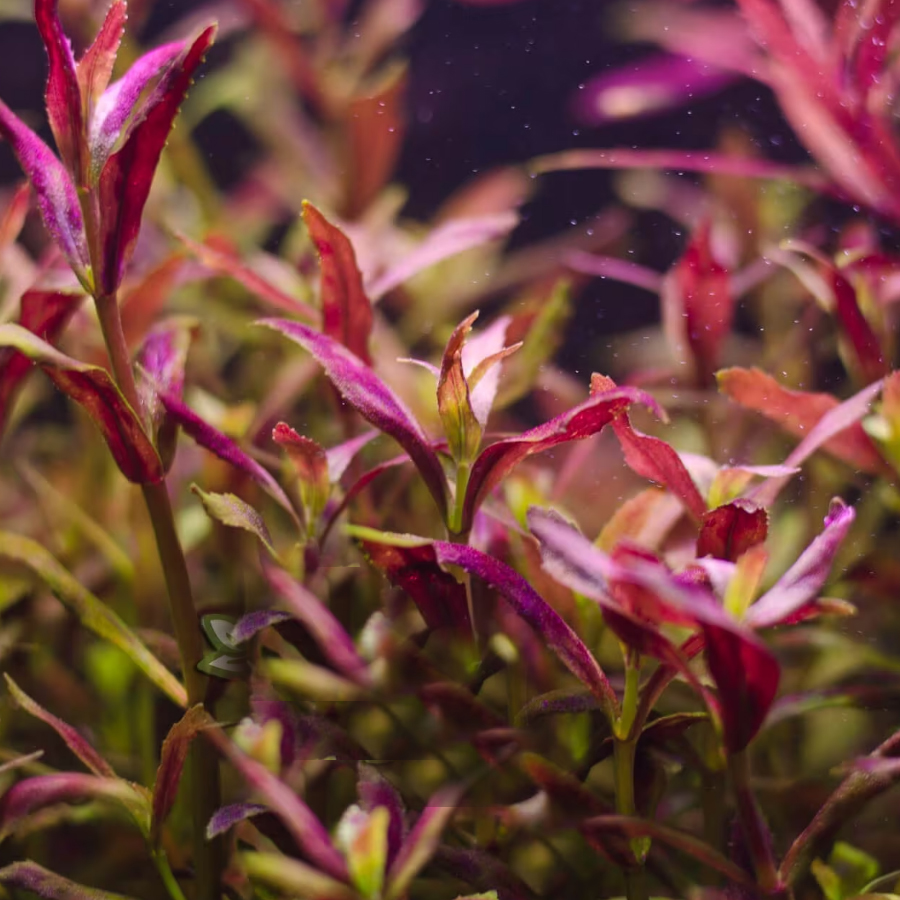 Лимнофила Белем (Limnophila sp. Belem)