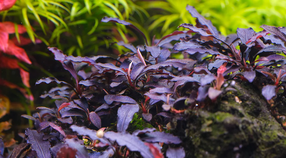 Меристема Буцефаландра Брауни Призрак (Bucephalandra sp. «Brownie Ghost»)