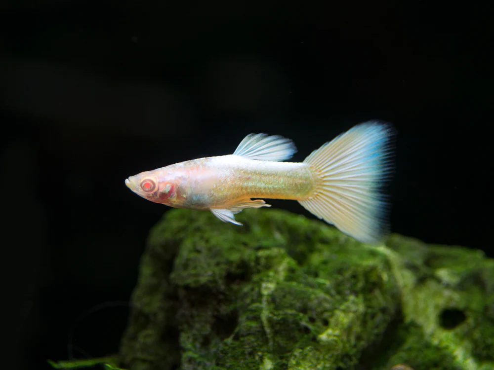 Гуппи Платина Альбинос (Guppy Full Platinum Albino)