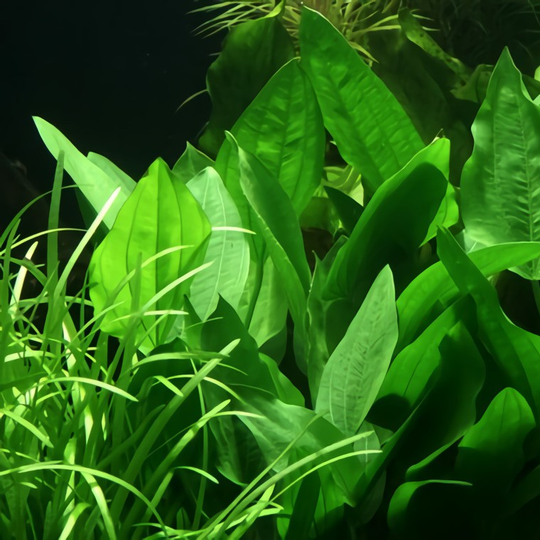 Эхинодорус Лопатолистный (Echinodorus palaefolius)