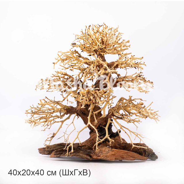 Дерево Masha Bloom Бонсай Лианы L