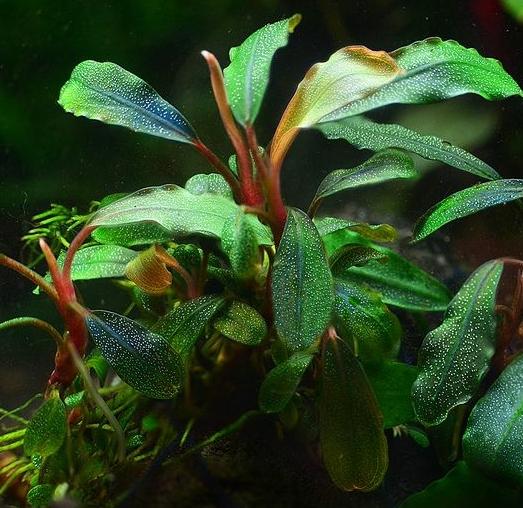 Буцефаландры > Буцефаландра шелковисто-голубая (Bucephalandra sp