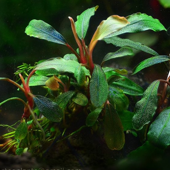 Буцефаландра шелковисто-голубая (Bucephalandra sp. Silky Blue)