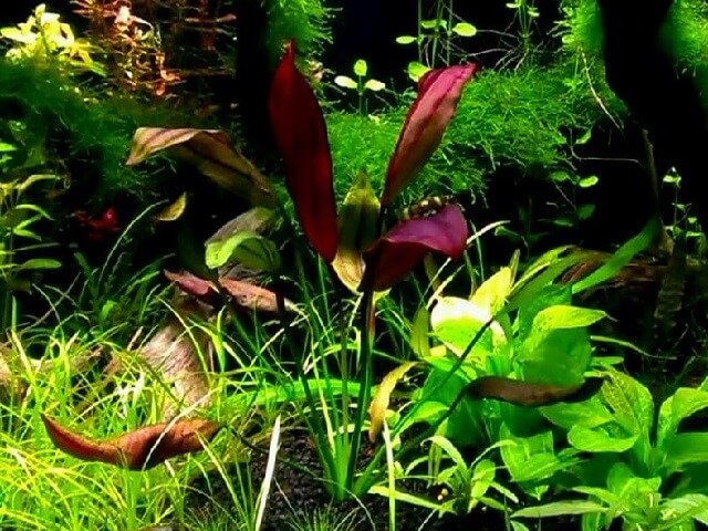 Эхинодорус Афлейм (Echinodorus Aflame) в горшке с сойлом