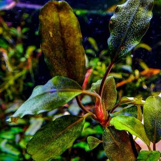 Буцефаландра Лагуна Нанга (Bucephalandra sp. Nanga Pinoh "Lagoon")
