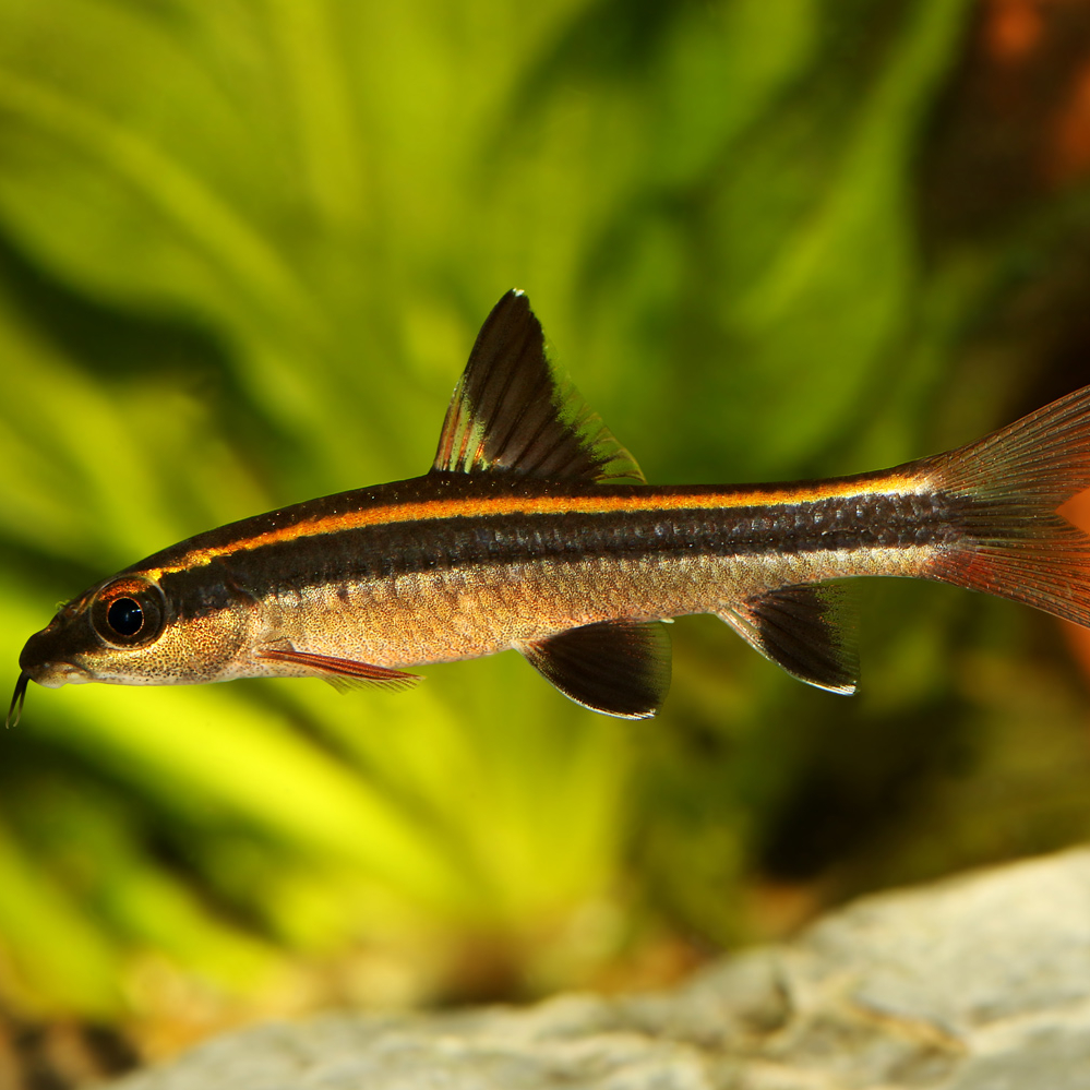 Водорослеед-лисичка (Epalzeorhynchos kalopterus)