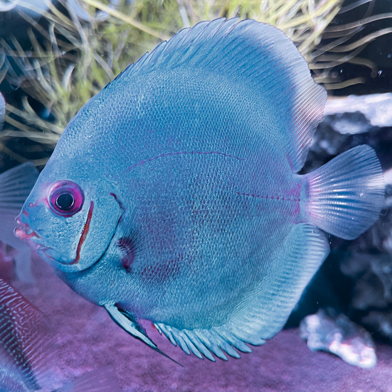 Дискус Кобальт (Symphysodon Aequifaciatus sp. / Cobalt Discus)