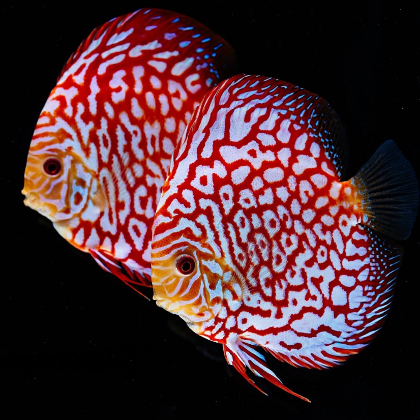 Дискус Пиджен (Symphysodon Aequifaciatus sp. / Discus Pigeon)