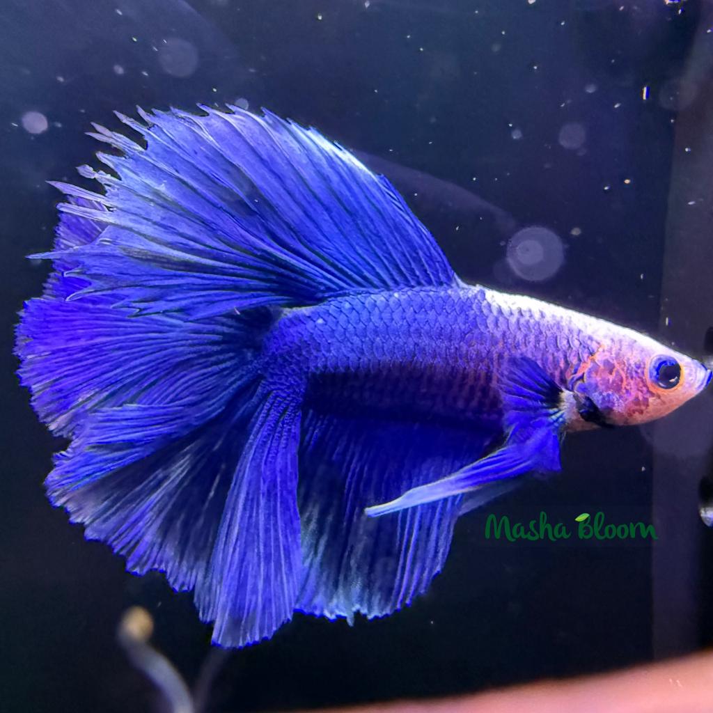 Петушок супердельта (Betta splendens)