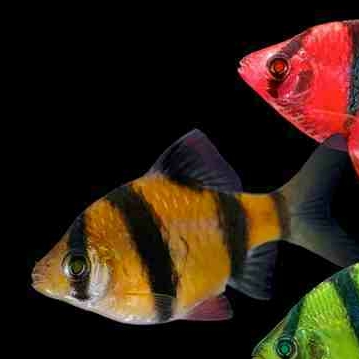 Барбус суматранский GLO жёлтый (Puntius tetrazona var.)