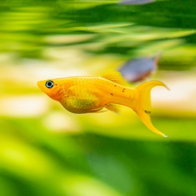 Моллинезия лира ассорти (Poecilia sphenops)