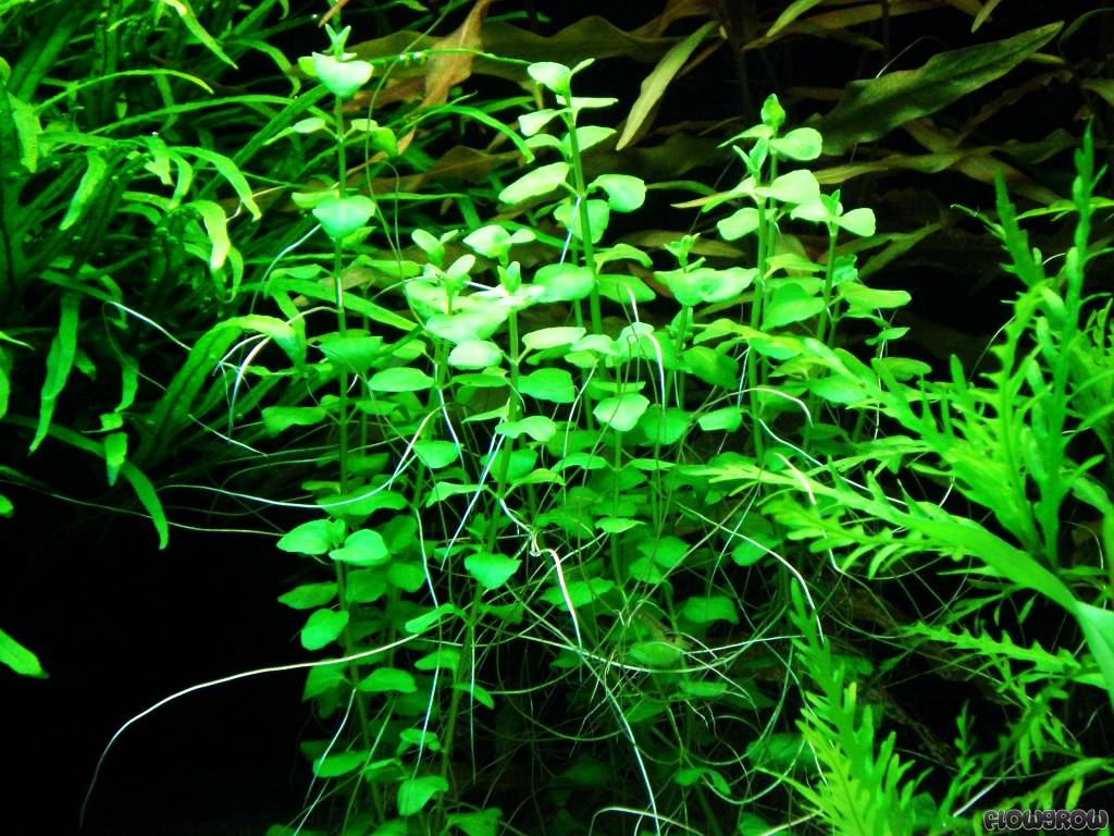 Клиноподиум (Clinopodium cf. Brownei)