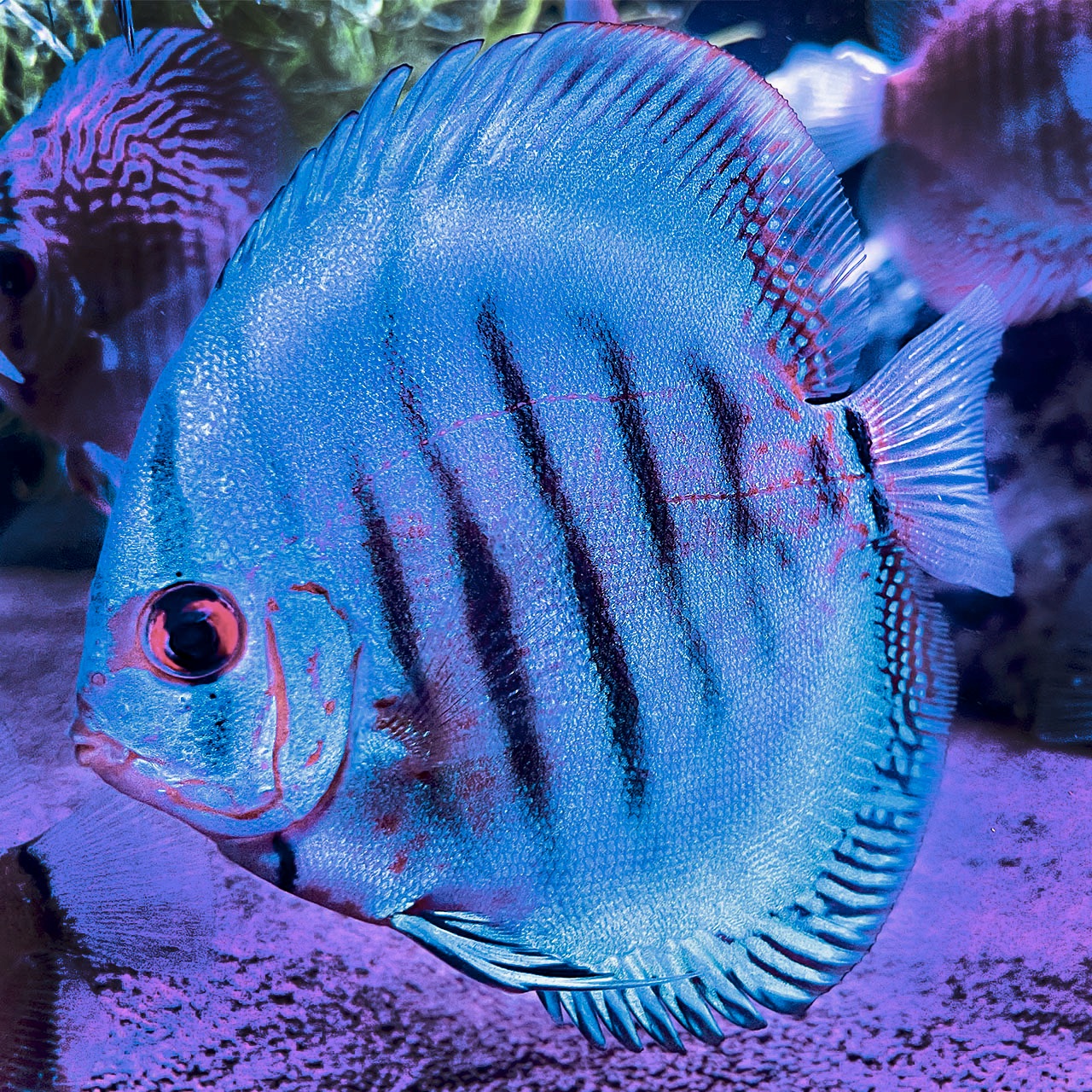 Дискус Голубой Алмаз (Symphysodon Aequifaciatus sp. / Blue Diamond Discus)