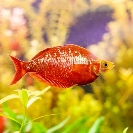 Глоссолепис красный (Glossolepis incisus)