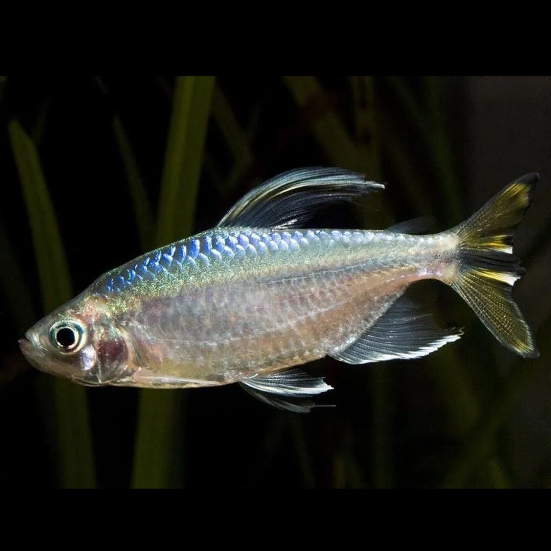 Тетра конго желтохвостый (Phenacogrammus caudalis)