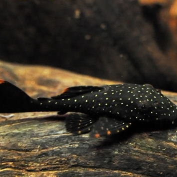 Анциструс Рио Укаяли (Анциструс sp. Rio Ucayali)