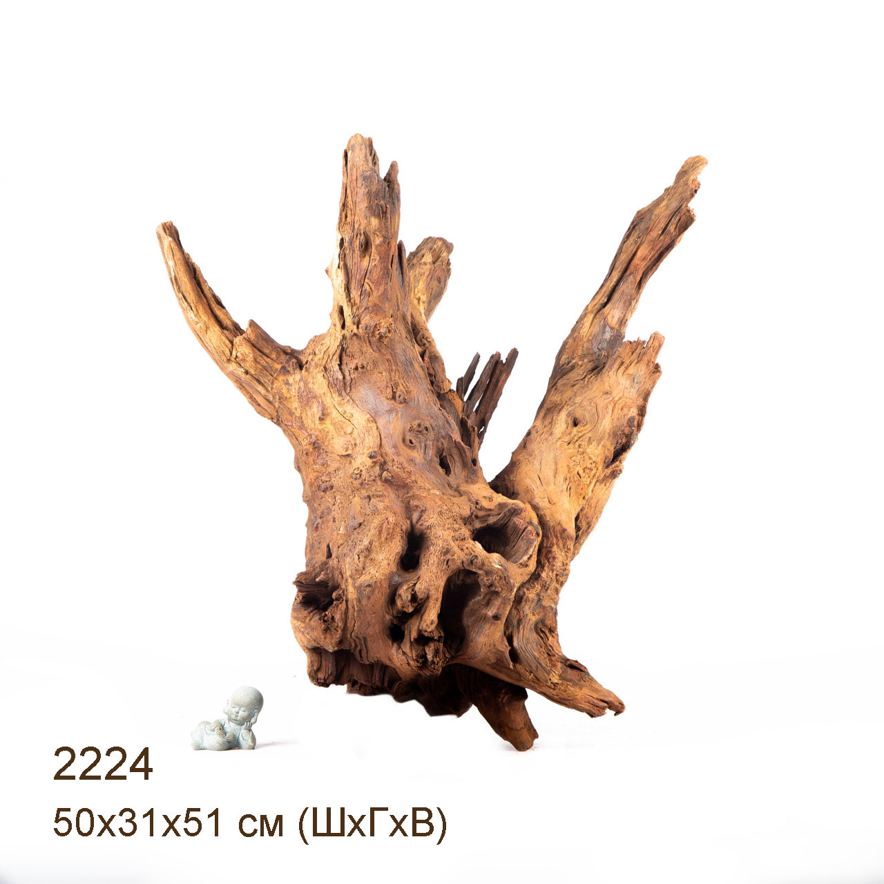 Коряга MASHA BLOOM "Железное дерево" затонувшая мангровая отборная 2224