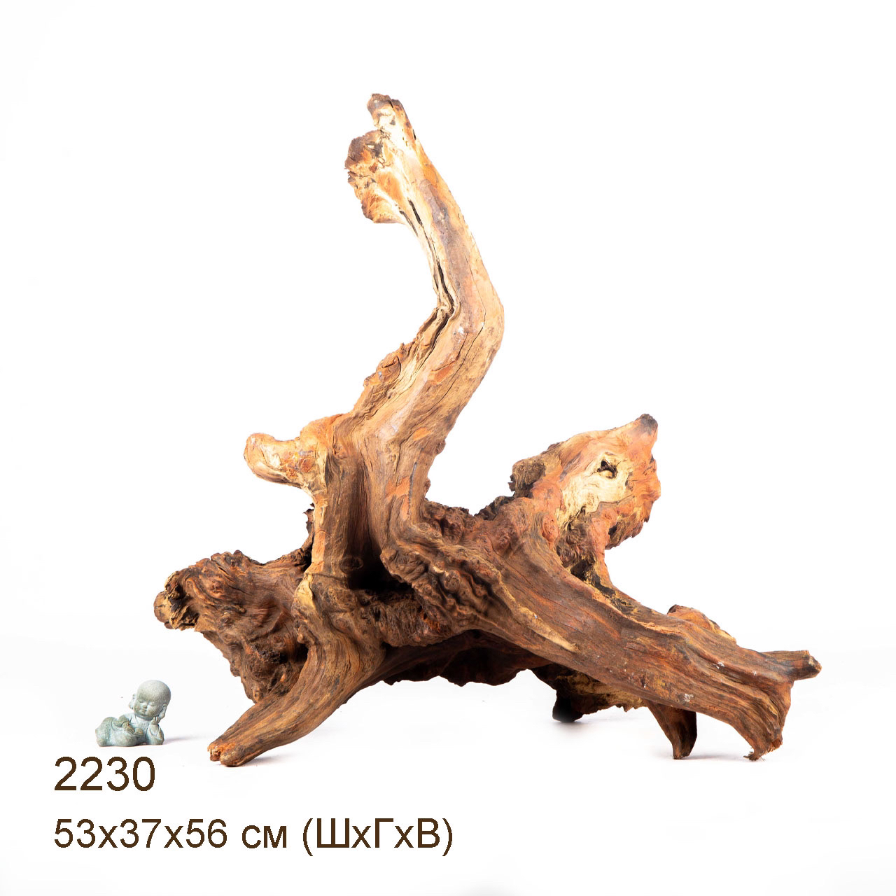 Коряга MASHA BLOOM "Железное дерево" затонувшая мангровая отборная 2230