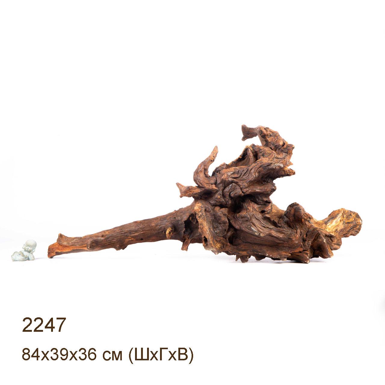 Коряга MASHA BLOOM "Железное дерево" затонувшая мангровая отборная 2247