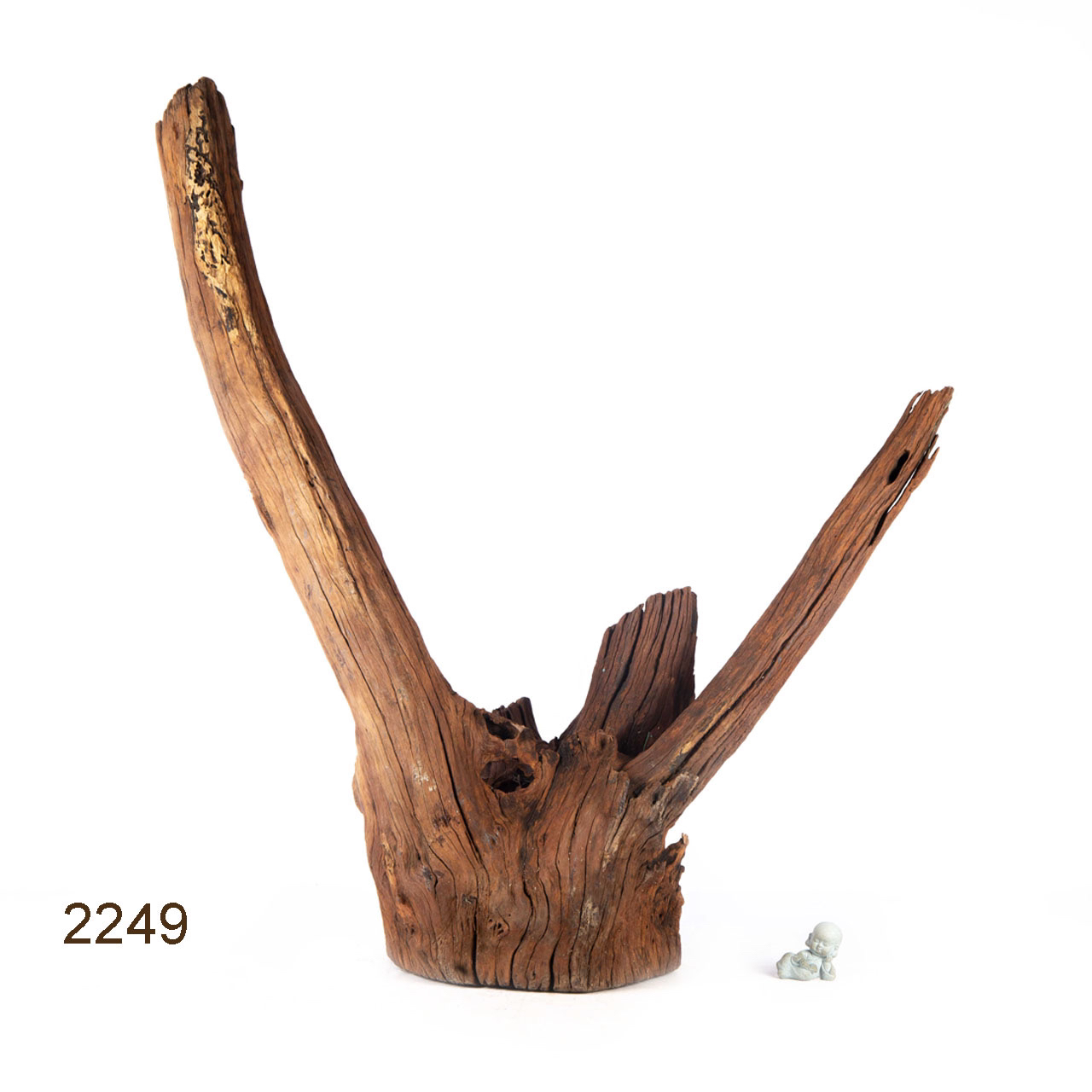 Коряга MASHA BLOOM "Железное дерево" затонувшая мангровая весовая 2249