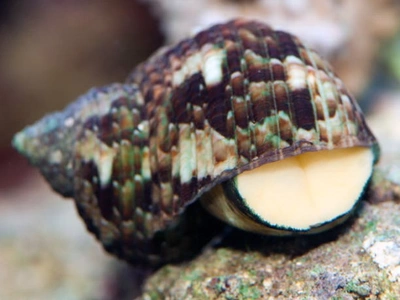 Улитка-водорослеед брунеус / турбо (Turbo brunneus)