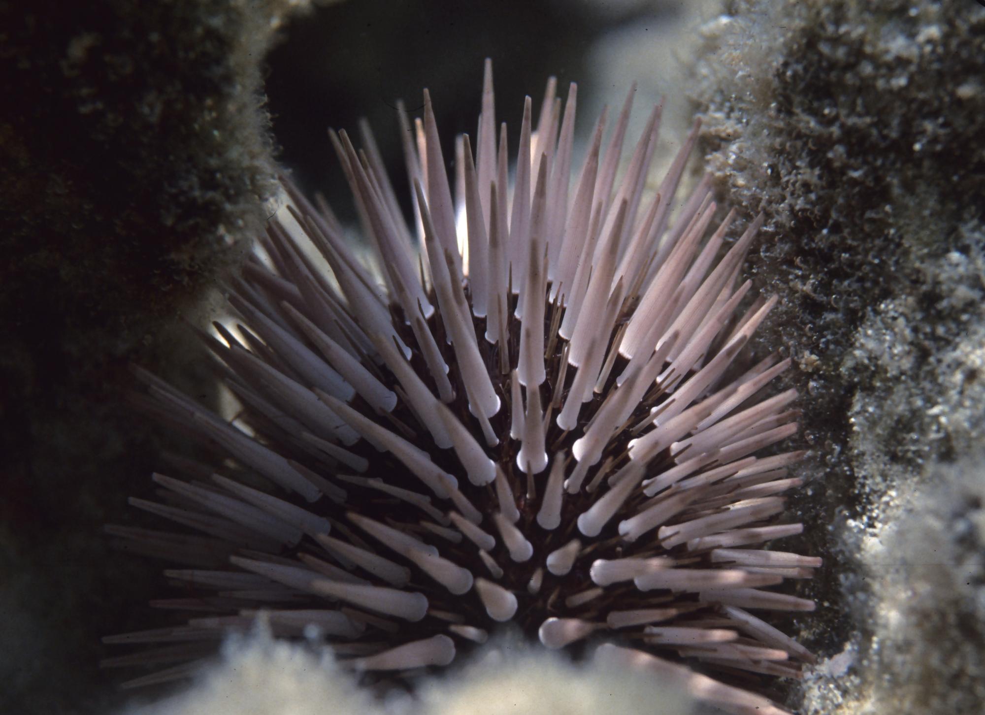 Ёж эхинометра (Echinometra sp.)