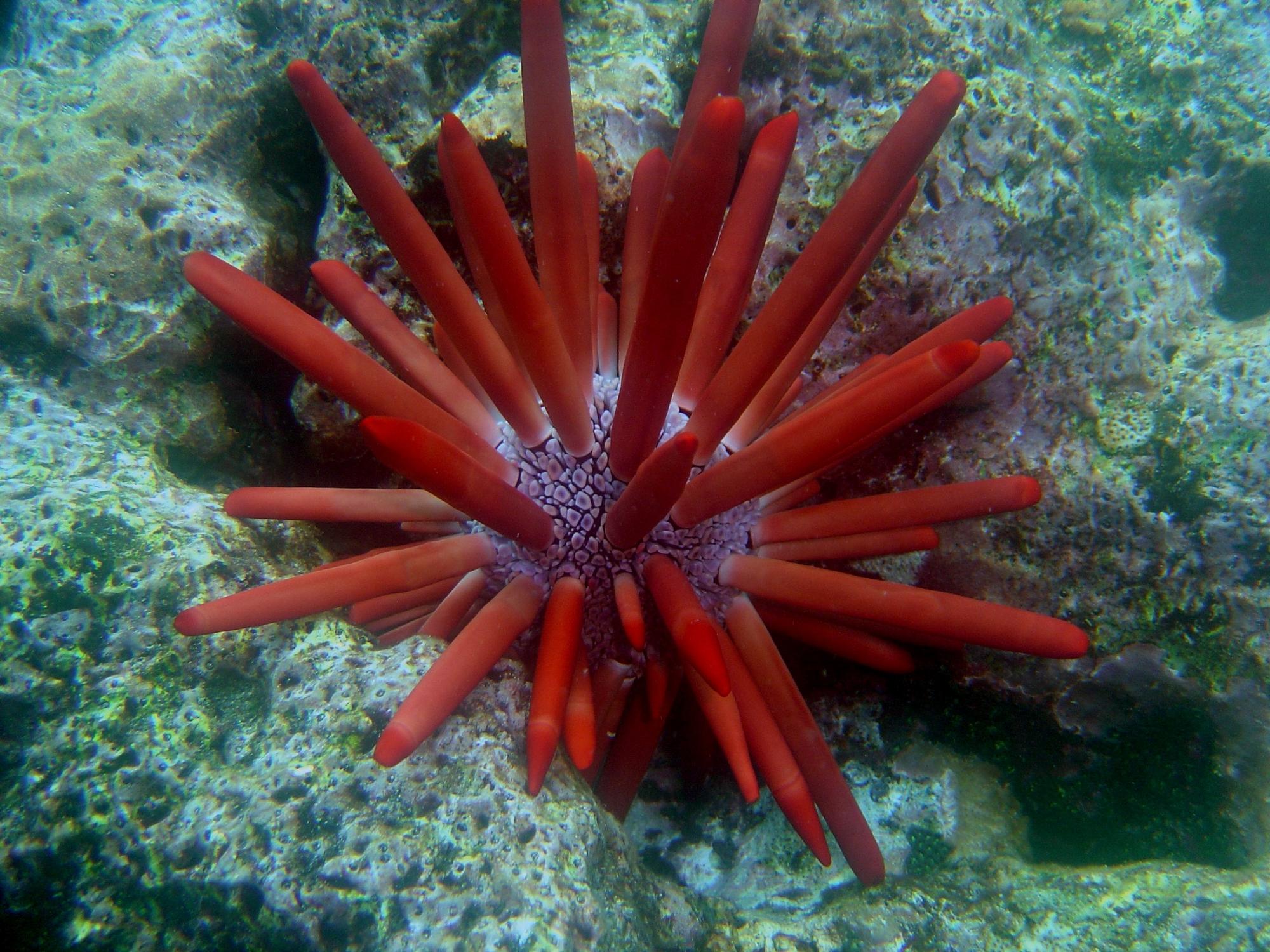 Ёж грифельный / карандаш (Heterocentrotus sp.)